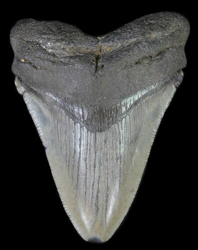 Fossil Megalodon Tooth - Georgia #65754